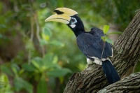 Zoborozec belolici - Anthracoceros albirostris - Oriental Pied-Hornbill o2182